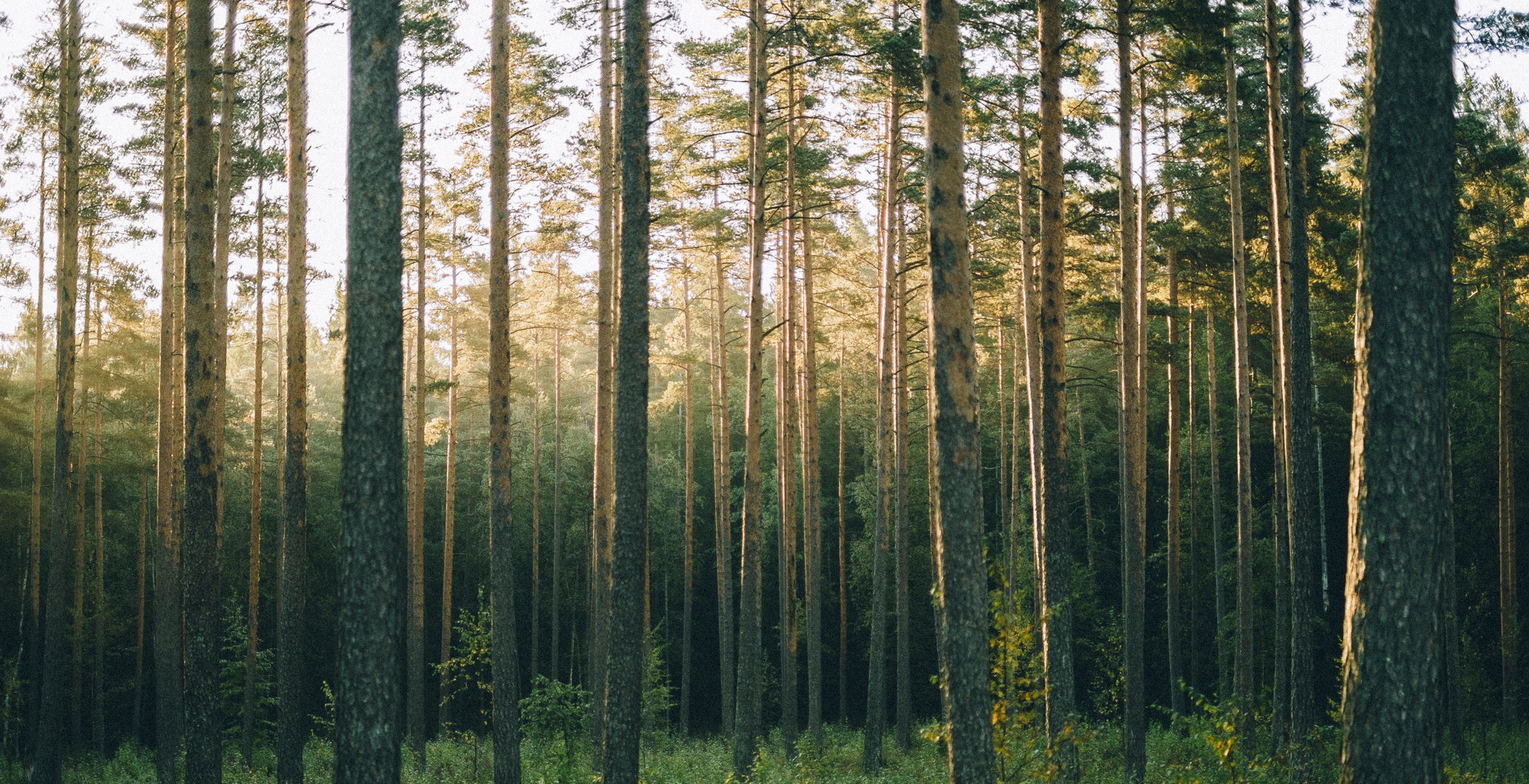 Getty Images 1219243031