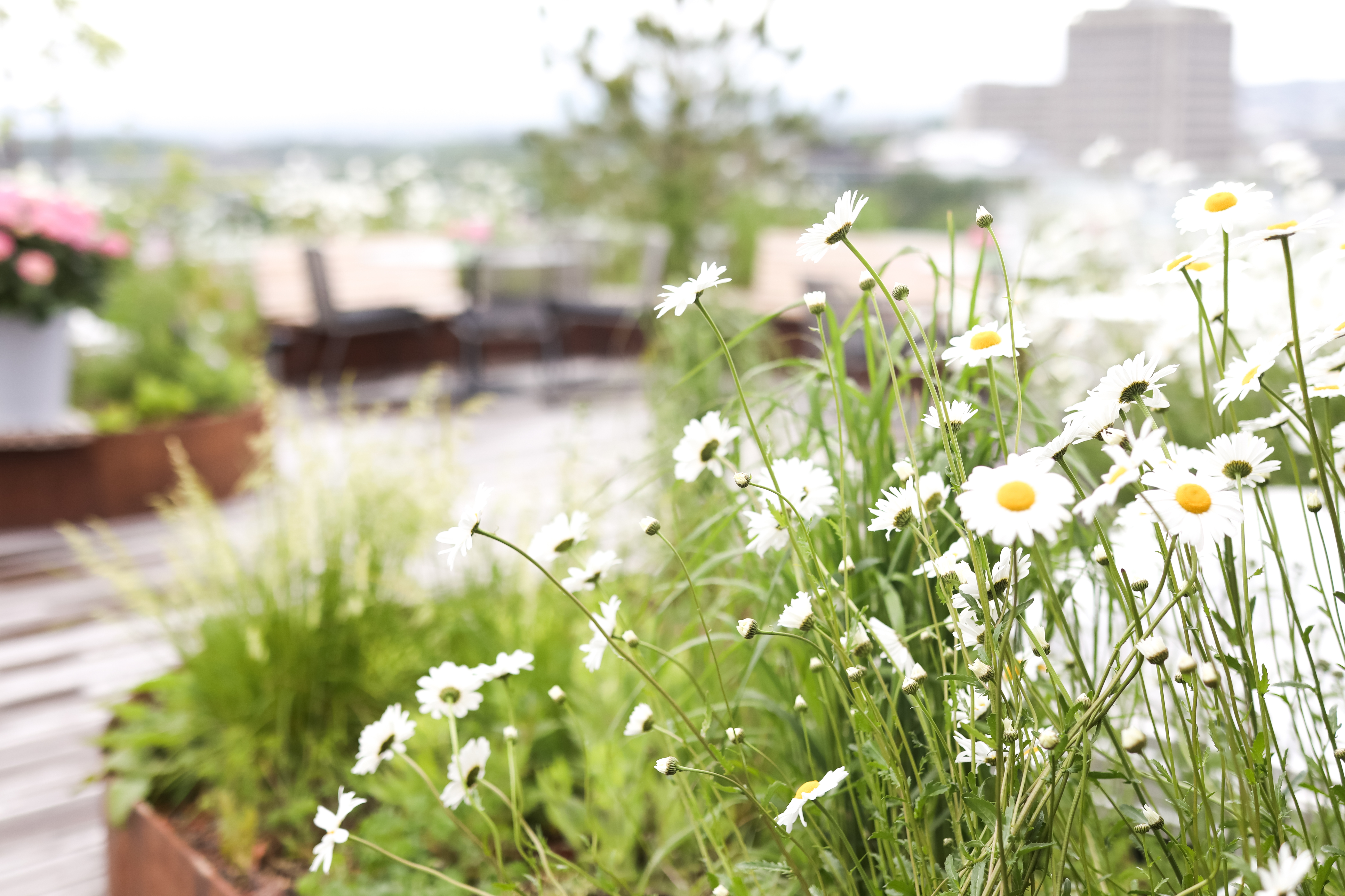 SOMMERTERRASSE 02