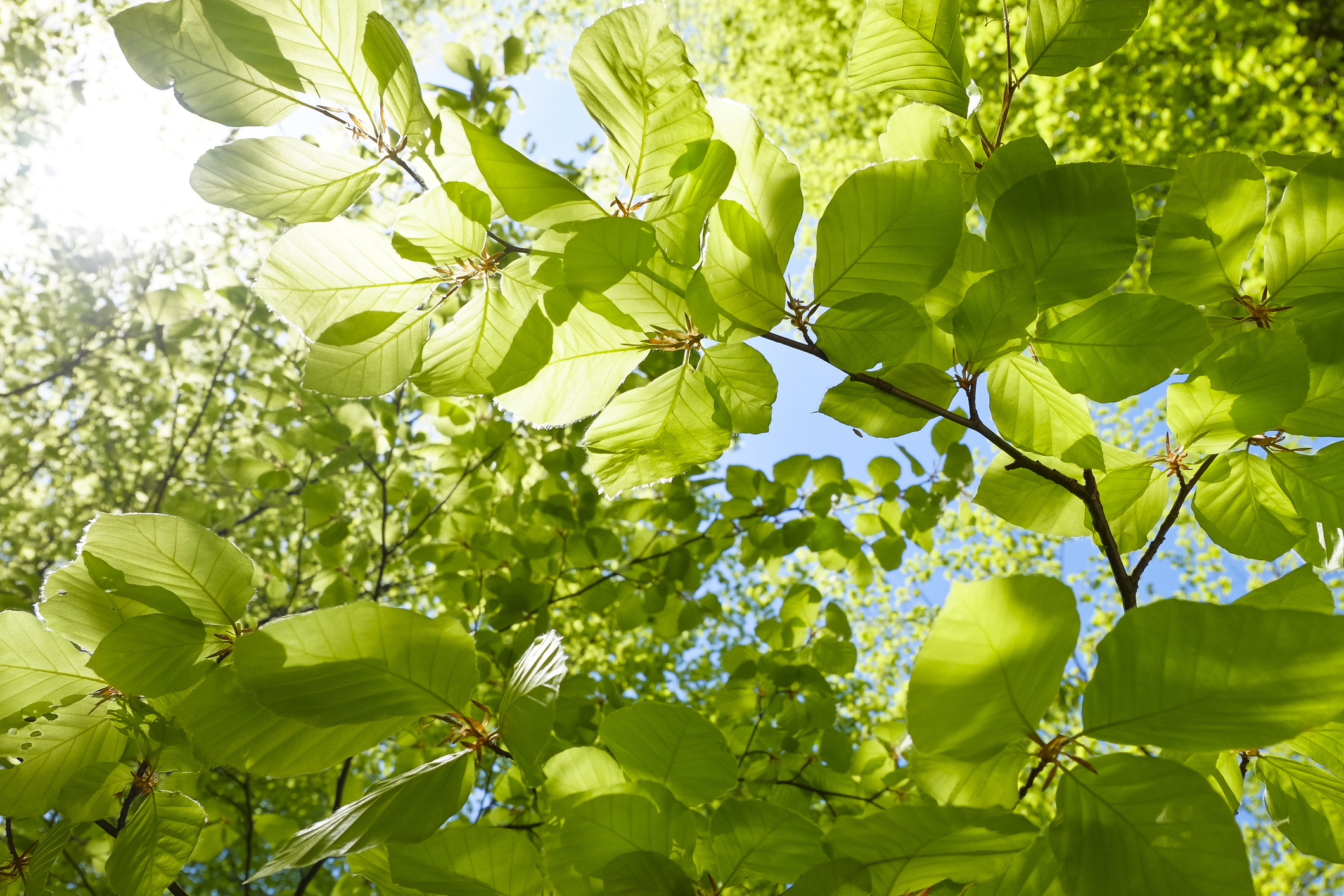 Sustainability Bond Guidelines