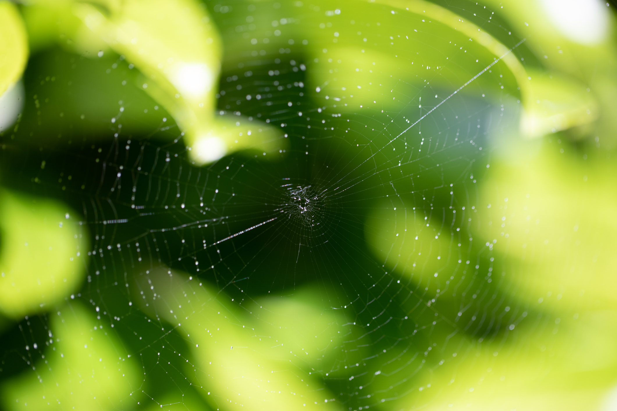 Sustainable Banking Network