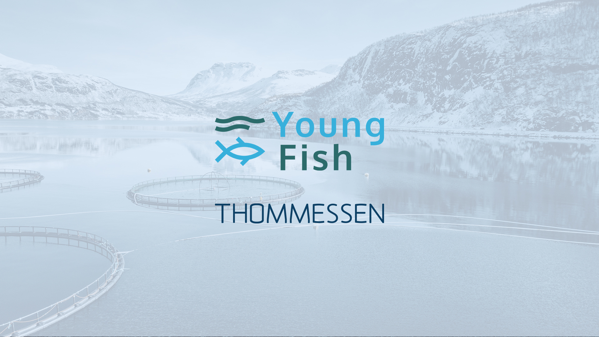 Youngfish grunnrenteskatt5